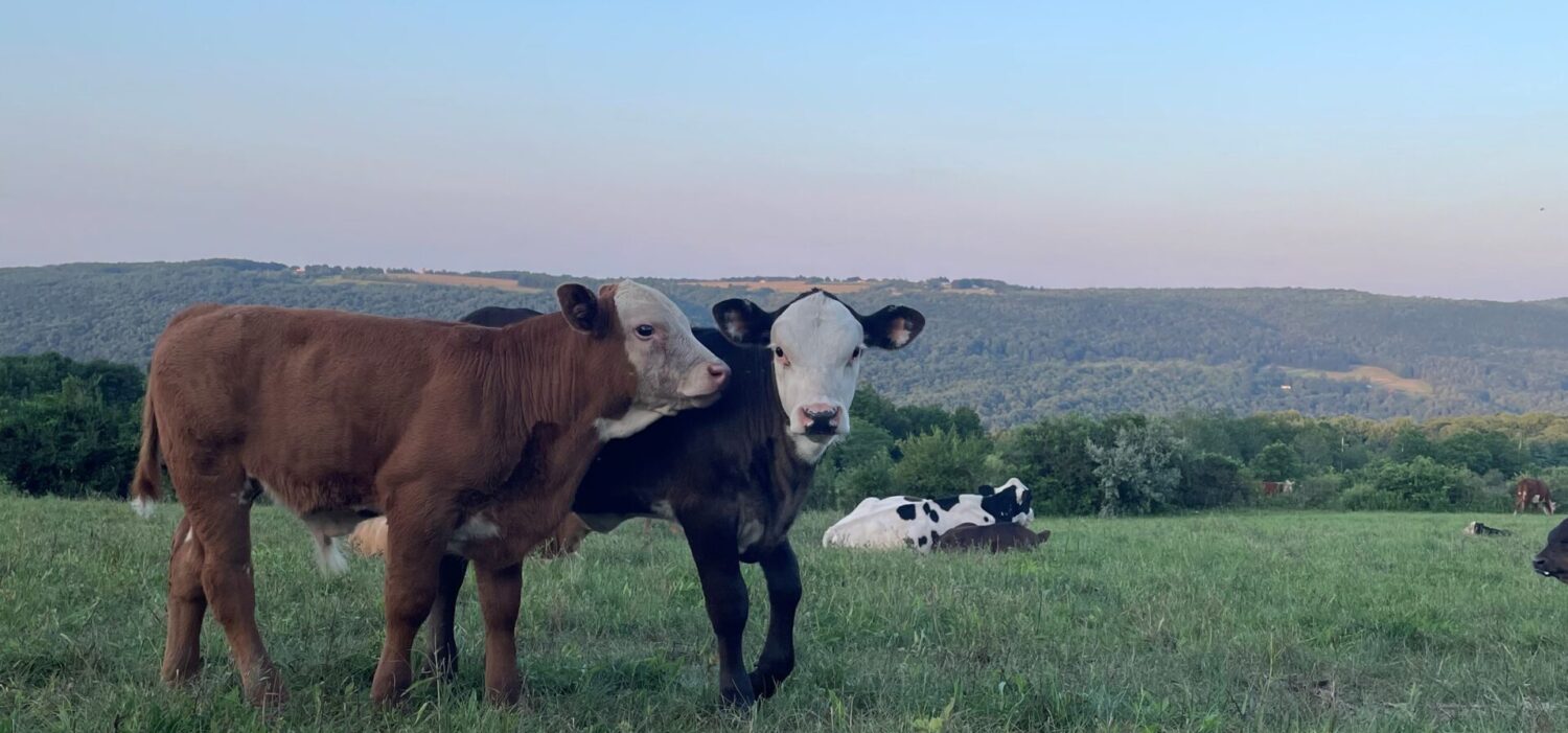 Cows